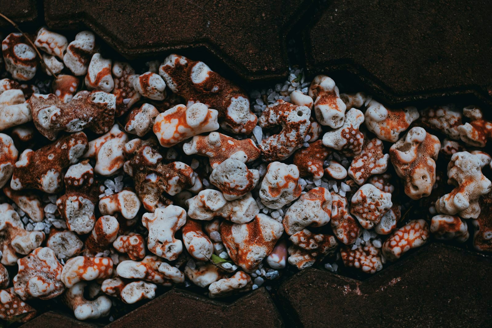 Shaking chocolate and peanut butter coated Chex cereal in a bag of powdered sugar to make puppy chow